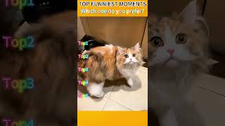 Funniest AnimalsMoments#funnyanimals #animalcomedy #dog#funny#funnyanimals#funnypets#animals