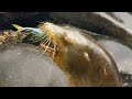 Sea Lion Team Hunts in Secret Cove | Eden: Untamed Planet | BBC Earth