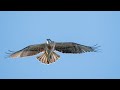 Eastern Ospreys   Albany, Western Australia