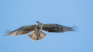 Eastern Ospreys Albany, Western Australia