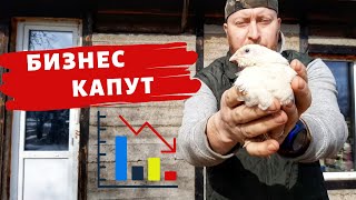 ПРОБЛЕМЫ С ПЕРЕПЕЛИНЫМ БИЗНЕСОМ...