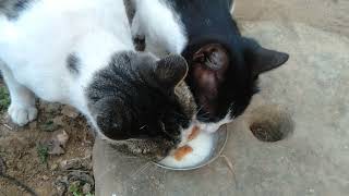 Cats Meals Time 😄 by Animal Planet ZONE 14 views 2 years ago 21 seconds