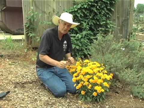 Video: Coreopsis Dažymas