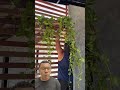 Jardim vertical e divisória: aprenda a técnica correta para montar o seu. 🌿 #checkinlar