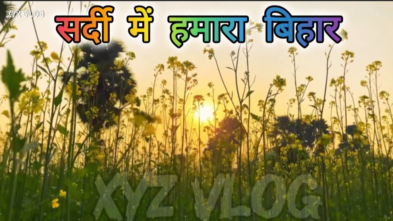 सरसों 🌼🌻.......