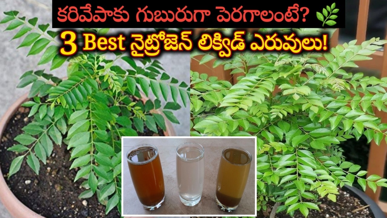 కరివేపాకు మొక్క గుబురుగా పెరగడానికి 3 Best ఆర్గానిక్ fertilizers | Curry leaf plant care in telugu