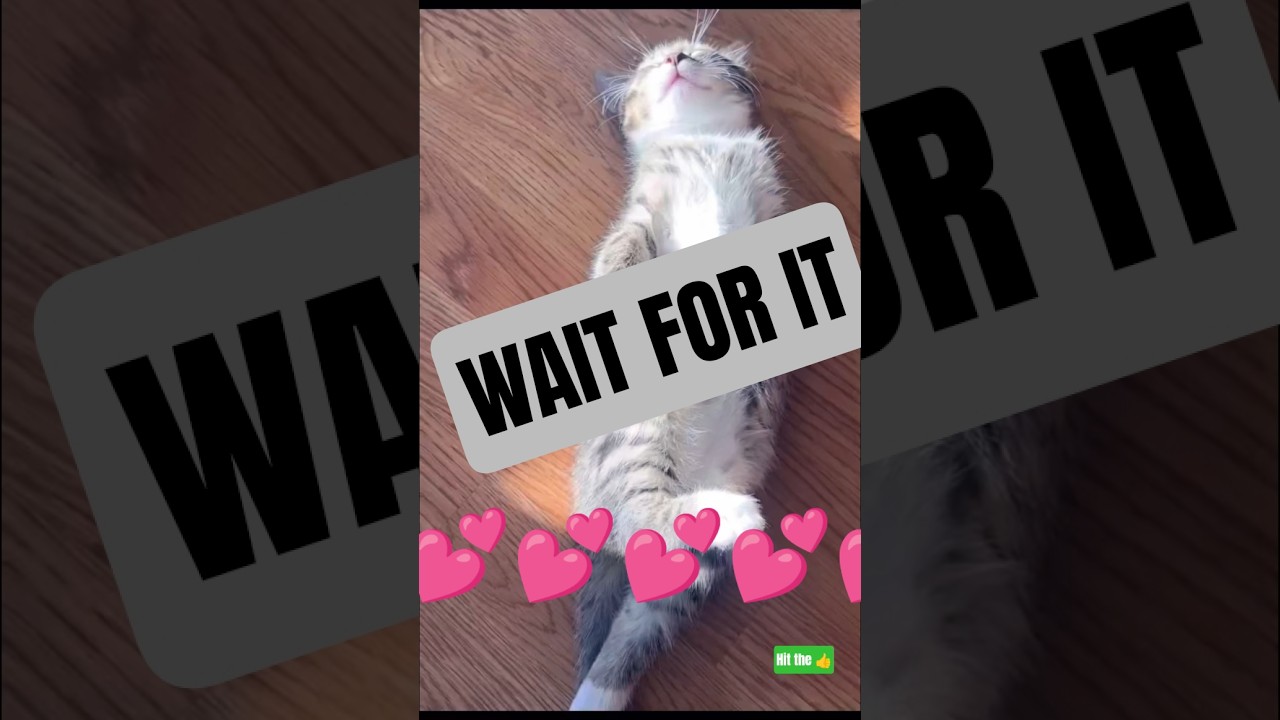 Сказочный кошачий сон 😍 