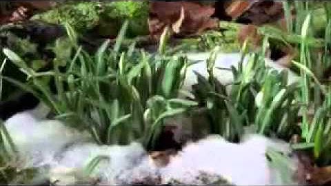 ما تيسر من سورة النبأ القارئ عقيل عبدالرضا العبادي