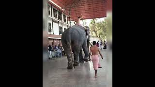 Elaphant Attack ആന ഇടയൻ കരണമയത .