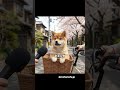 #犬 #わんこ #犬のいる暮らし #犬とお出かけ #花見 #自転車