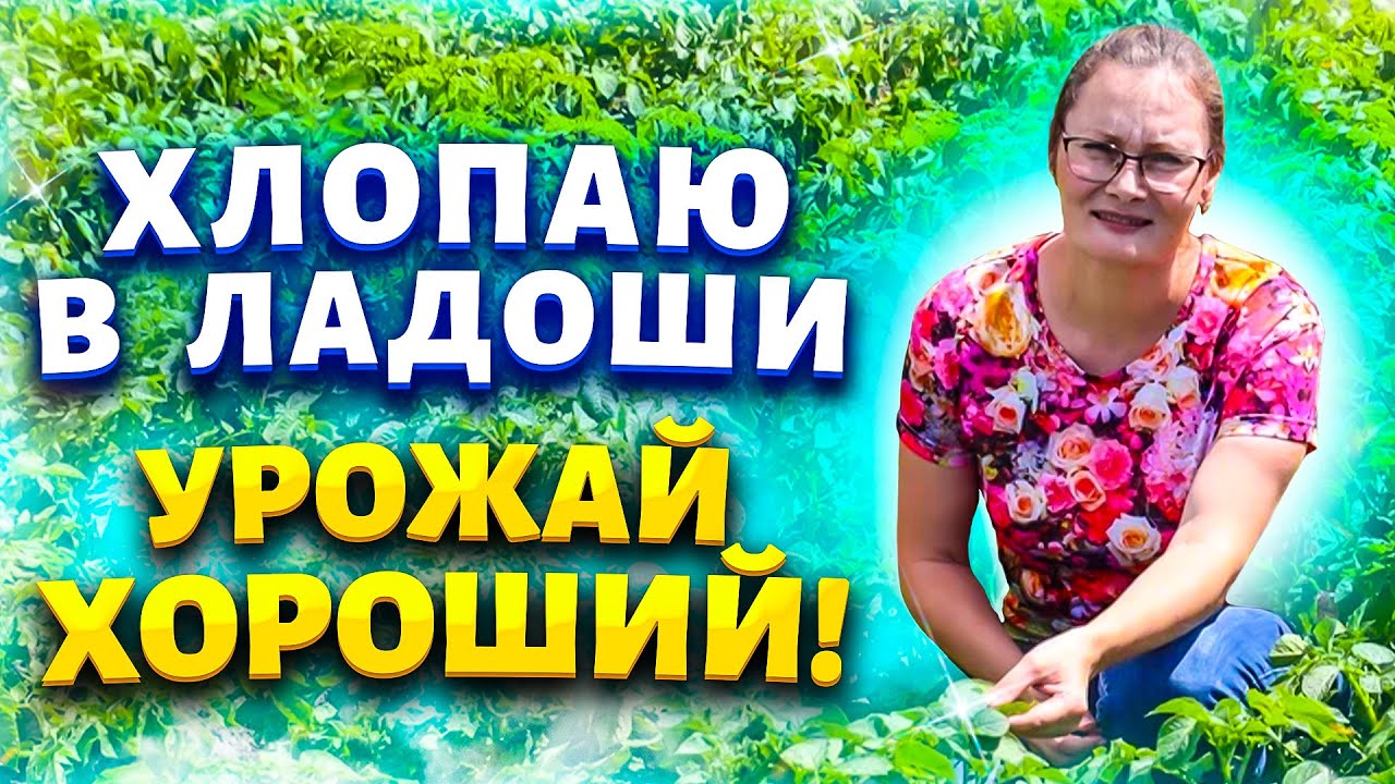 Созревающие плоды абрикоса на ветке