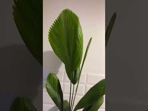 Wideo: Ruffled Fan Palm Houseplant: Jak wyhodować wewnętrzną palmę z falbanami
