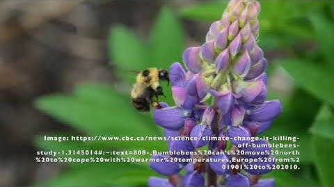 Biology 121 Video Assignment - Isabella Girardin