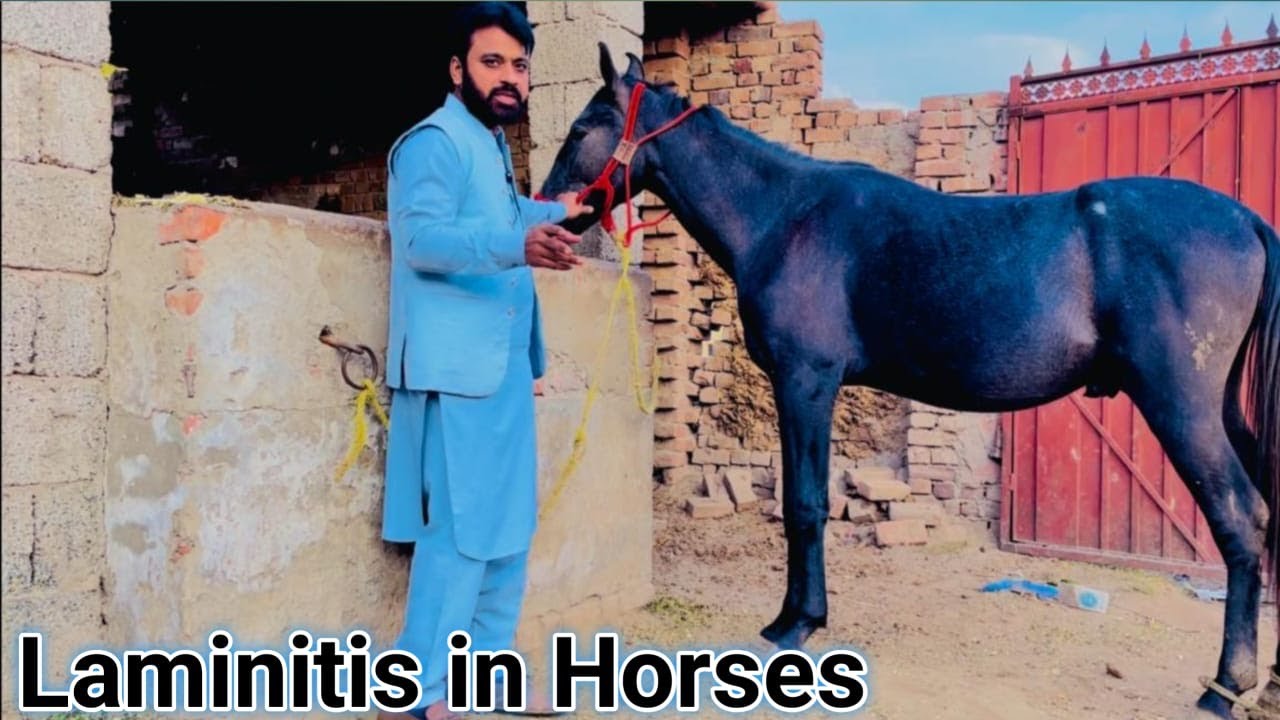 Understanding Laminitis: Signs,Causes and Treatment Options || Laminitis and Founder