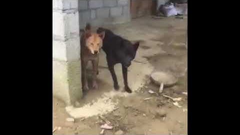 Chó cộc đuôi của người hmong / bản năng bảo vệ lãnh thổ /.. Dog bản địa tv