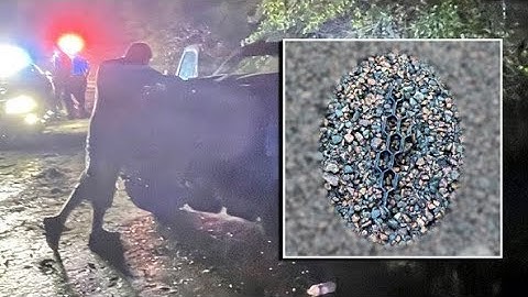 Troopers search for driver involved in deadly Dade City hit-and-run