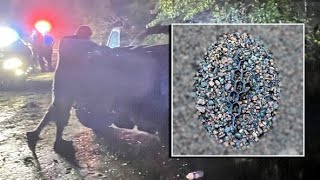 Troopers search for driver involved in deadly Dade City hit-and-run