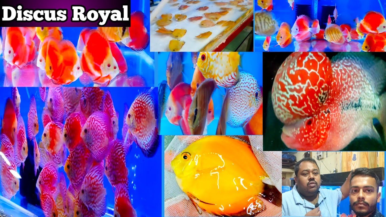 BEST QUALITIES DISCUS FISHES HUGE QUANTITIES DISCUS AQUARIUM FISH