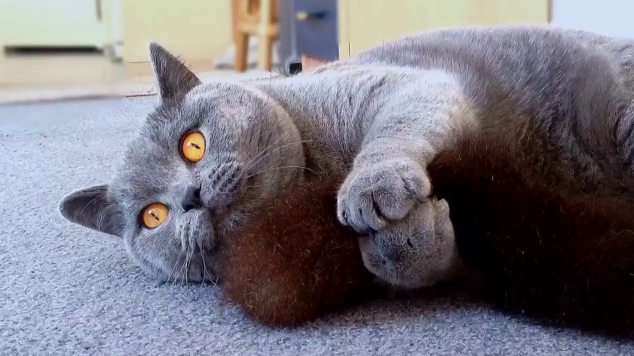 british shorthair tail