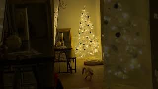 Cat Caught Climbing Christmas Tree Before Sprinting Away