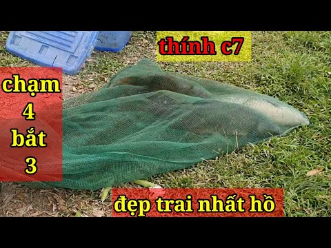 Câu Lục. Chạm 4 Bắt 3. Đẹp Trai Nhất Hồ.