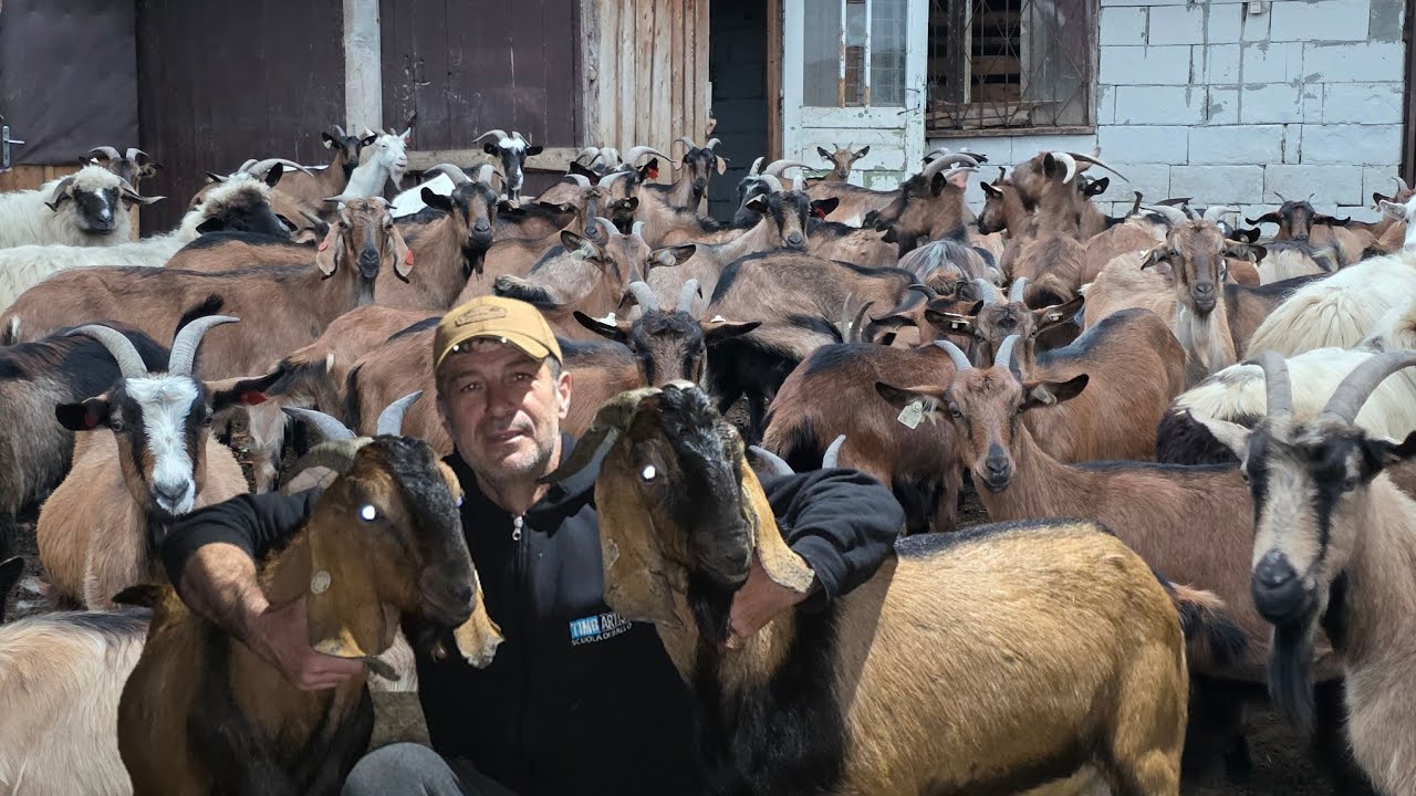 DIFERENȚA ÎNTRE CAPRA ALPINĂ FRANCEZĂ ȘI ANGLONUBIANĂ SPUSĂ DE PETRICĂ POENAR IUBITOR DE ACESTE RASE