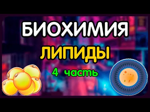 Video: Фосфолипиддин структурасы кандай?