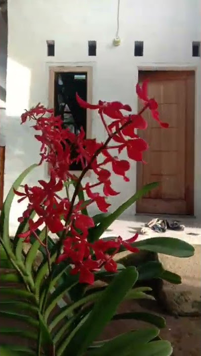 anggrek merah