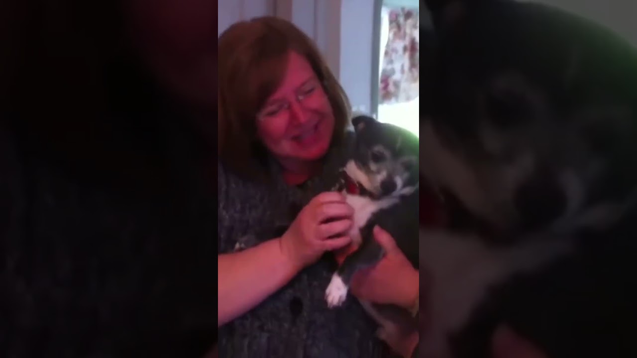 Angry dogs part 2 ANGRY Chihuahuas COMPILATION