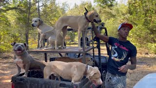 Food Plots and Hog Dogs