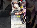 Barbecue fuel charcoal briquettes press machine #fcnfm #charcoalextruder