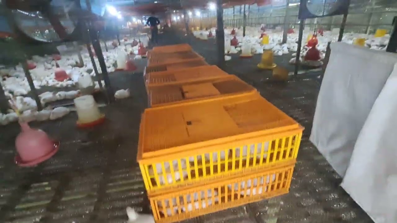 CHANNEL.IRUTSON.TANGKAP AYAM PUTIH.