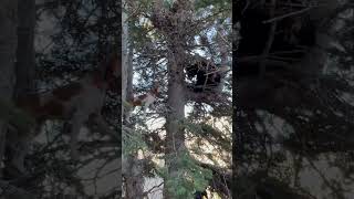 TREE CLIMBING BEAR DOGS! #hounds #bears #huntingdog #houndsmen #treed #houndhunting #dogs #oso