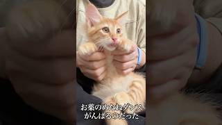 🐱子猫の粉薬投薬チャレンジ！   #cat #kitten #猫 #子猫 #ねこ #こねこ #shorts  #猫のいる暮らし