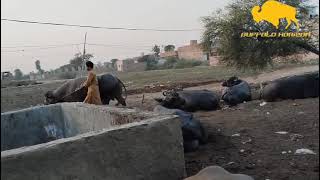 Buffalo Meeting First Time In Village Horizon Buffalo