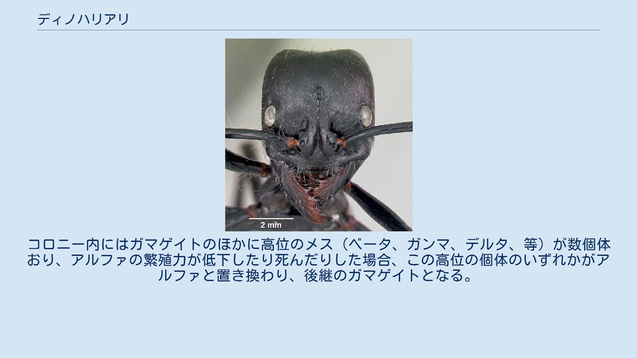 ★昆虫標本★【ディノポネラ】ディノハリアリDinoponera gigantea ディノポネラ属 - Wikiwand