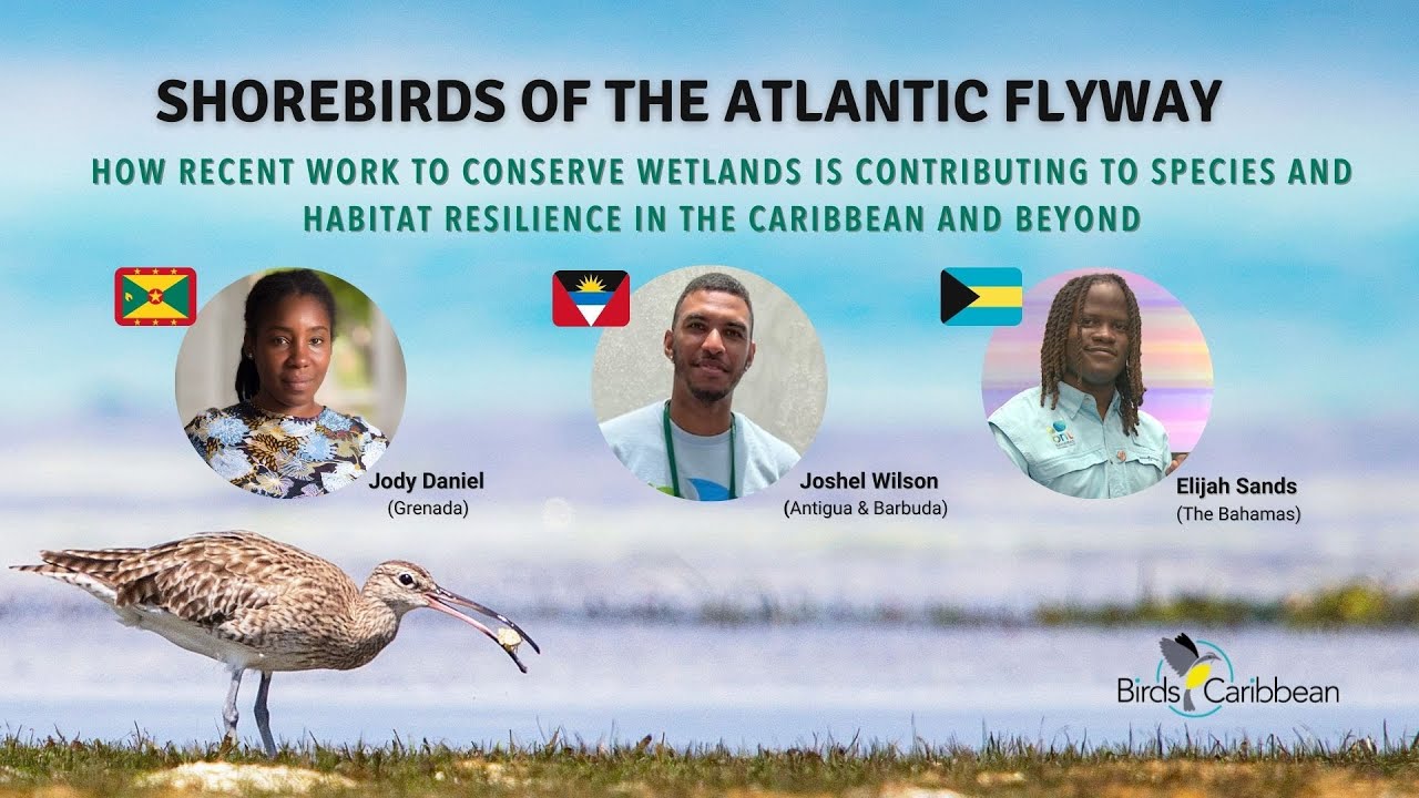 Shorebirds of the Atlantic Flyway: work for wetland & shorebird conservation - Part I