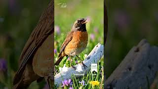 Common Redstart Bird Song | Relaxing Morning Sounds