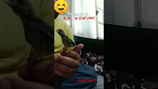 إطعام فراخ الحسون وطائر الأخضري مع G. H