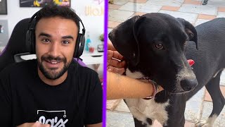 ILLOJUAN SE ENCUENTRA UN PERRO EN LA CALLE