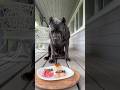 Тестируем нашего гурмана 🤩 #канекорсо #canecorso #суперсобака #canecorsolove #greatdane
