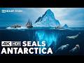 The Antarctic 4K UHD | Seals & Frozen Mysteries in Ultra HD