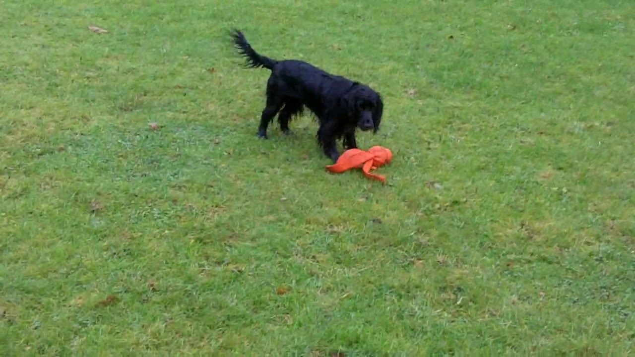 Cocker Jess & Albert Golden Retriever. - YouTube