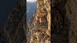 A mother’s courage turns impossible cliffs into safe paths for her little ones. 🏔️🐐#MountainLife