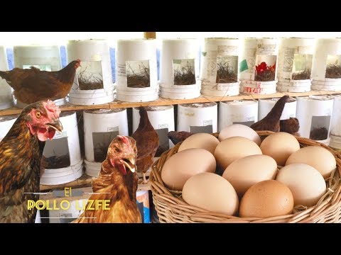 Video: Cómo hacer nidos para gallinas ponedoras con tus propias manos