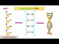 STRUCTURE OF DNA || POLYNUCLEOTIDE || BASE PARING