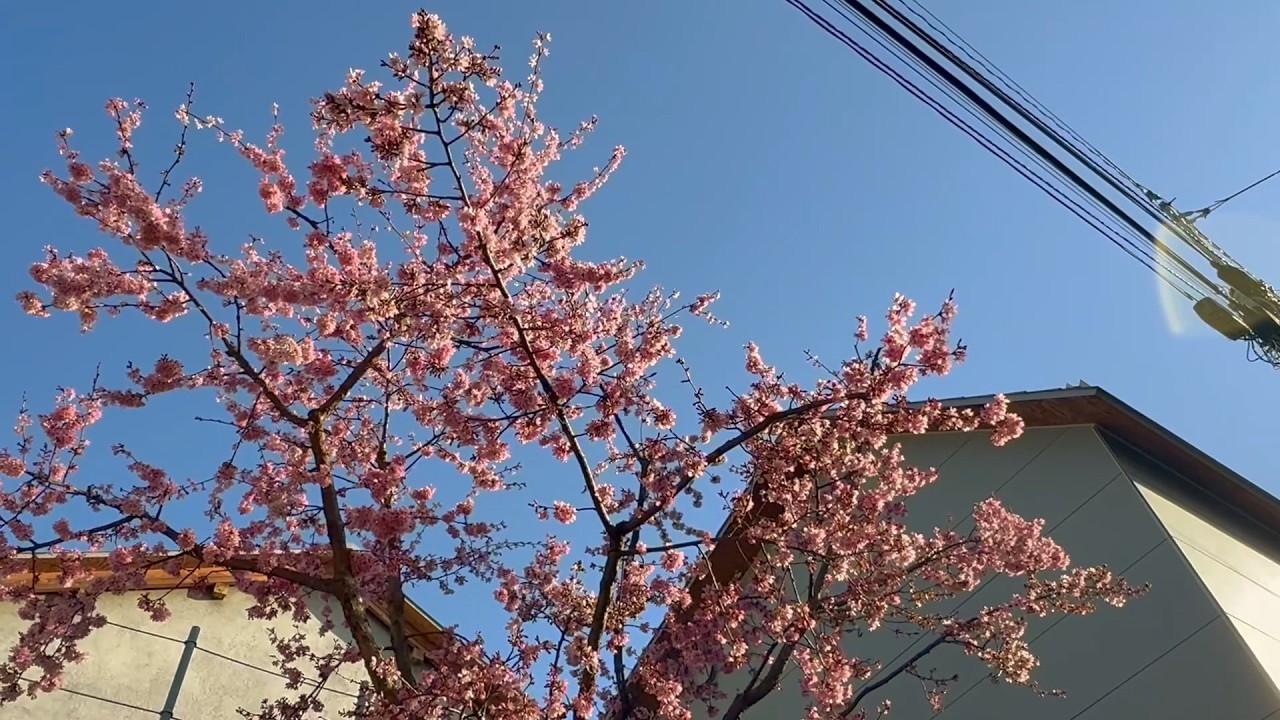 harajuku in spring 🌸