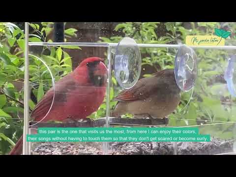 Video: Alimentación de aves silvestres: cómo atraer aves en el jardín