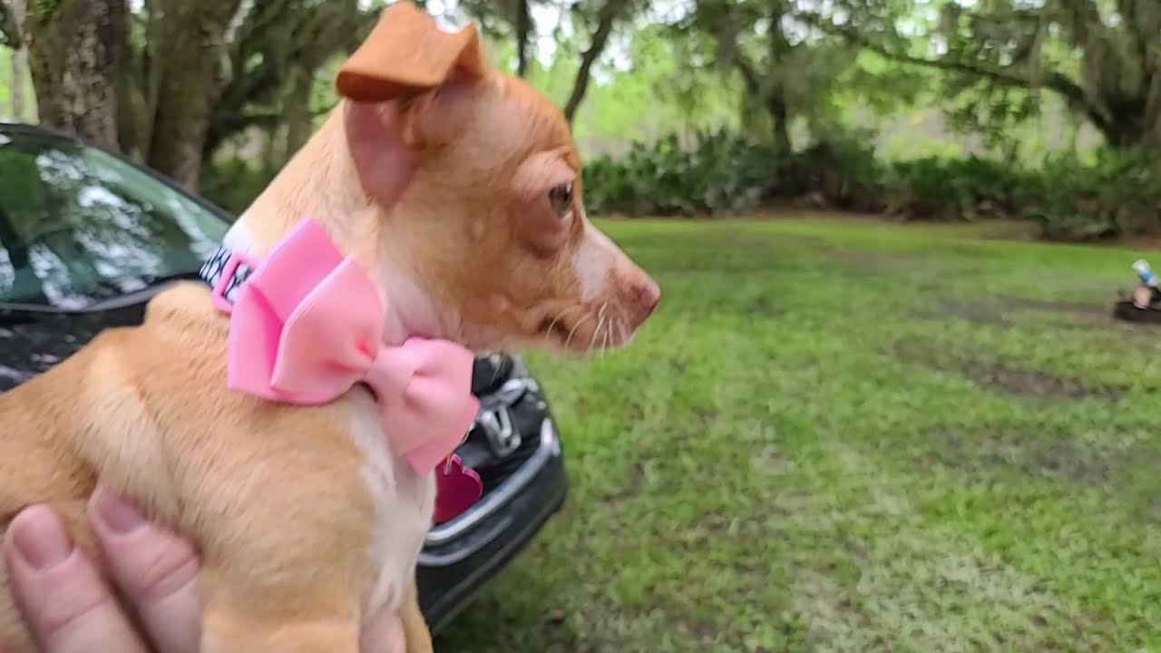 River Road Campground Lake George State Forest Astor Florida on St. Johns River Road.