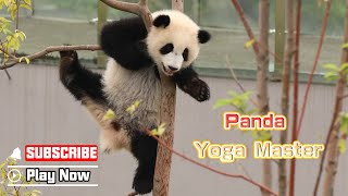Panda Practicing Yoga On The Tree, A Difficult Challenge | iPanda